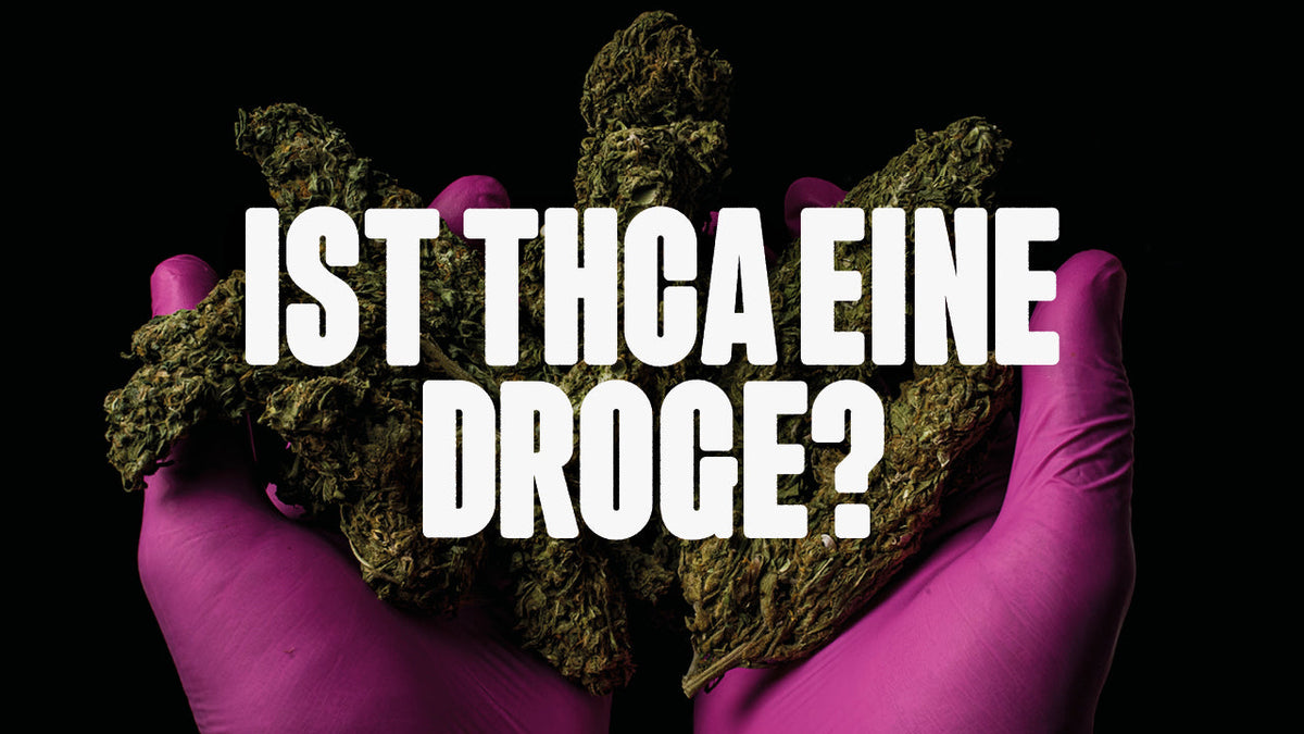 Hand in lila Handschuh hält Cannabis Blüten