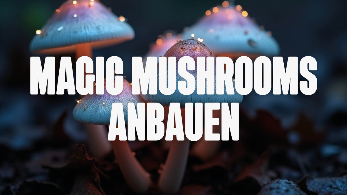 Magic Mushrooms