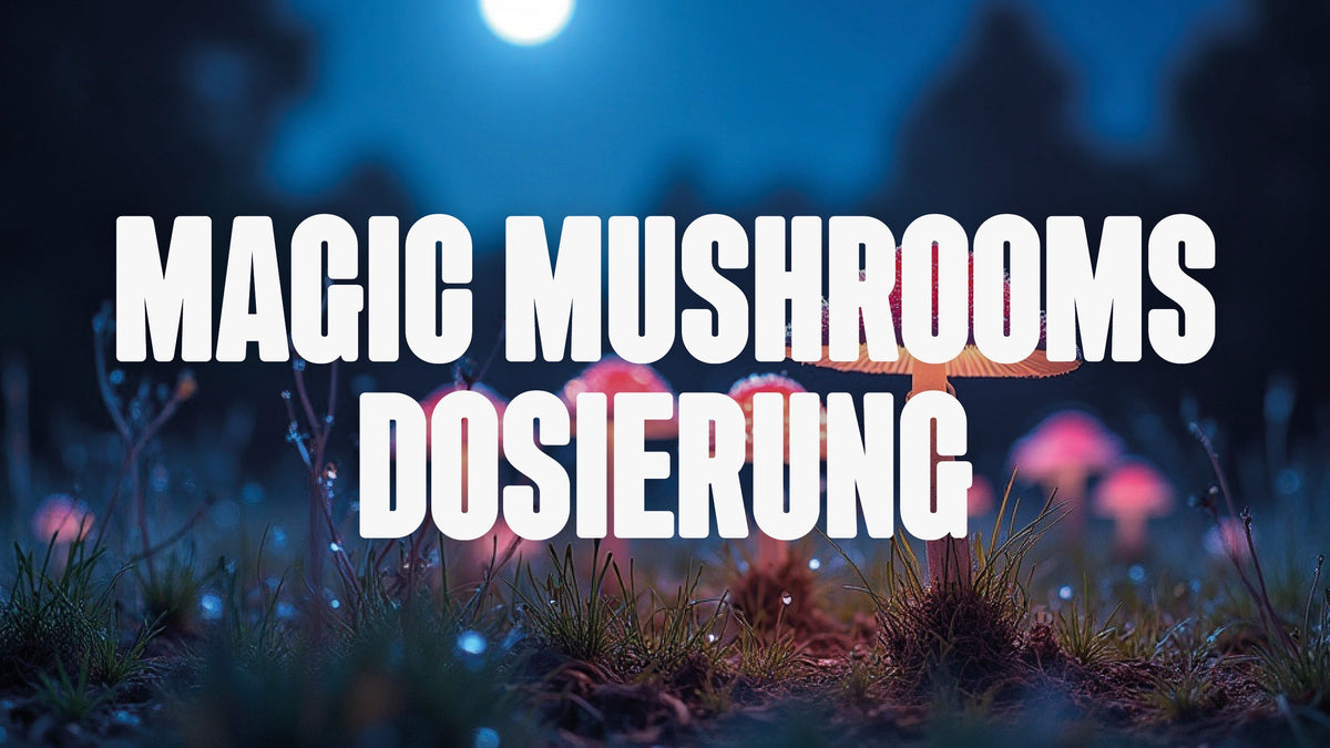 Magic Mushrooms between grass