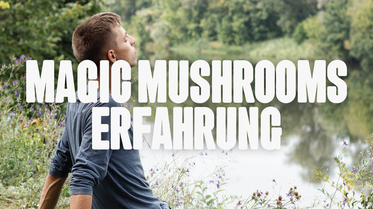 Magic Mushrooms - Ein intensiver Erfahrungsbericht - Happy420.de