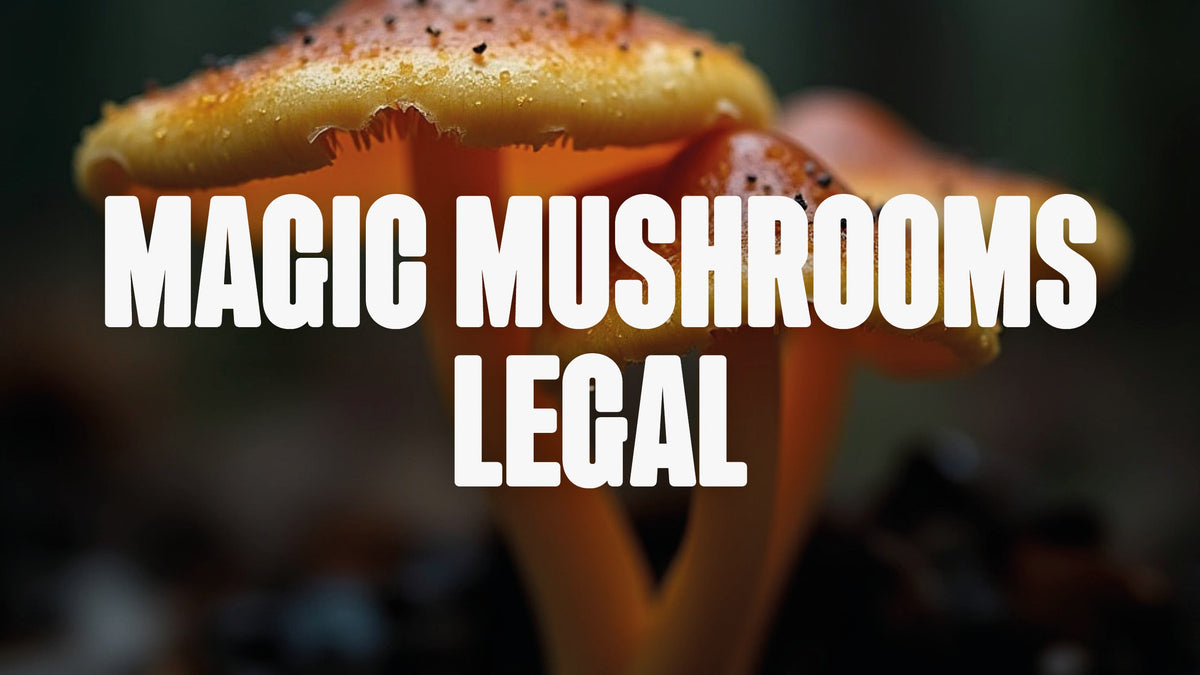 Magic Mushroom