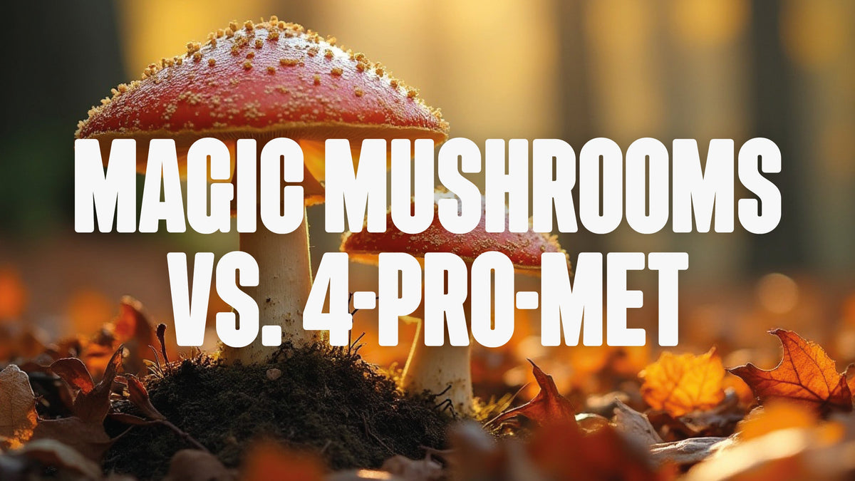 Magic Mushrooms