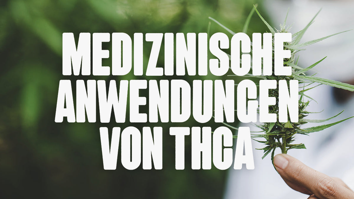 Finger hält Cannabis Blüte