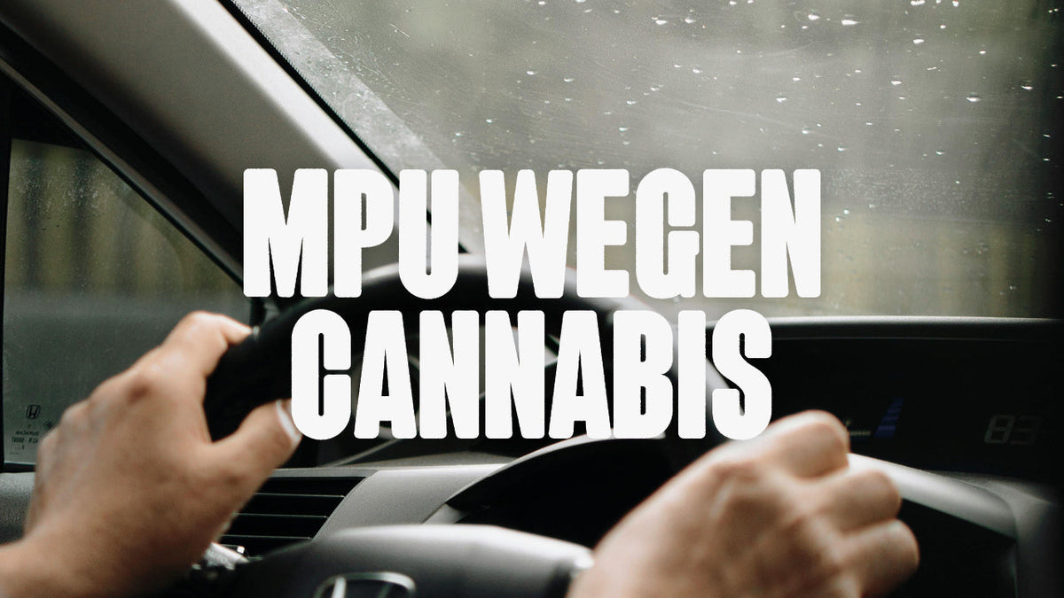 MPU wegen Cannabis