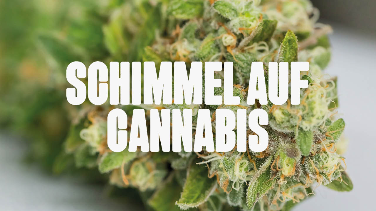 Schimmel auf Cannabis Pflanzen: Erkennen und Behandeln - Happy420.de