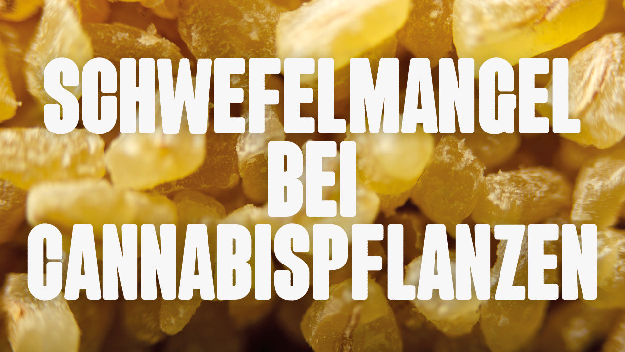 Schwefelmangel