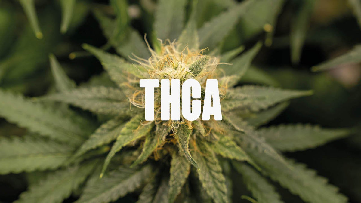THCa: Alles Wissenswerte über das vielseitige Cannabinoid - Happy420.de