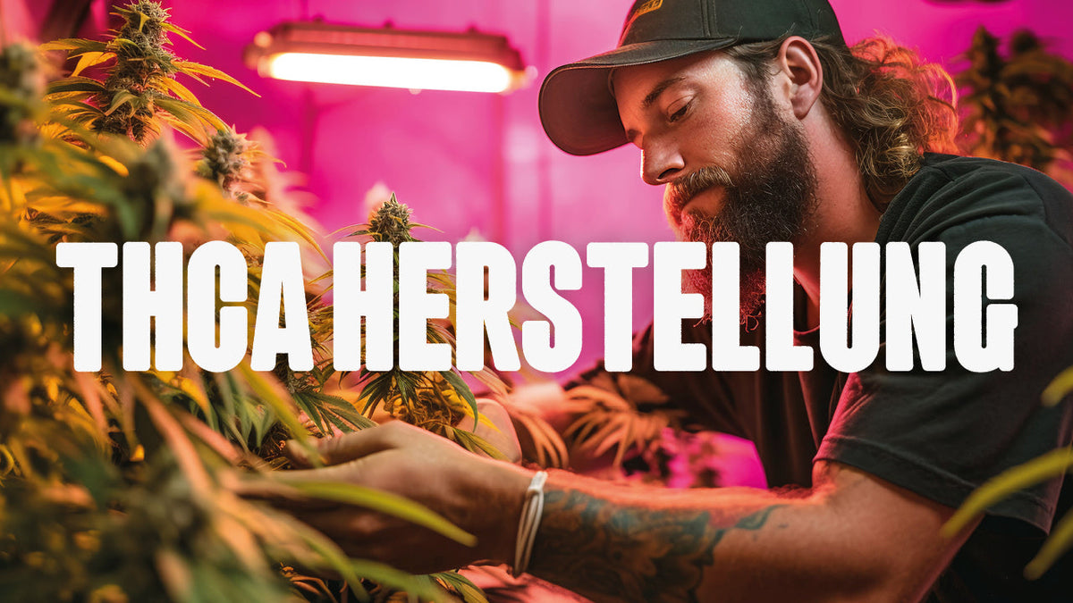 Mann fasst Cannabis Pflanze an