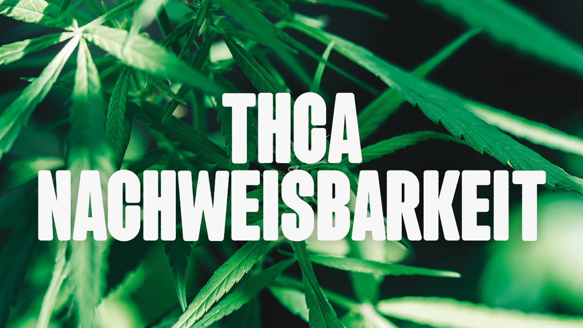 Cannabis Pflanze