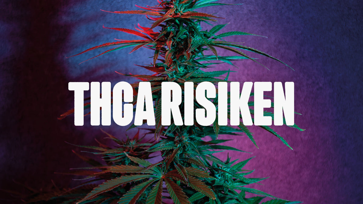 Cannabis Pflanze vor lila Hintergrund