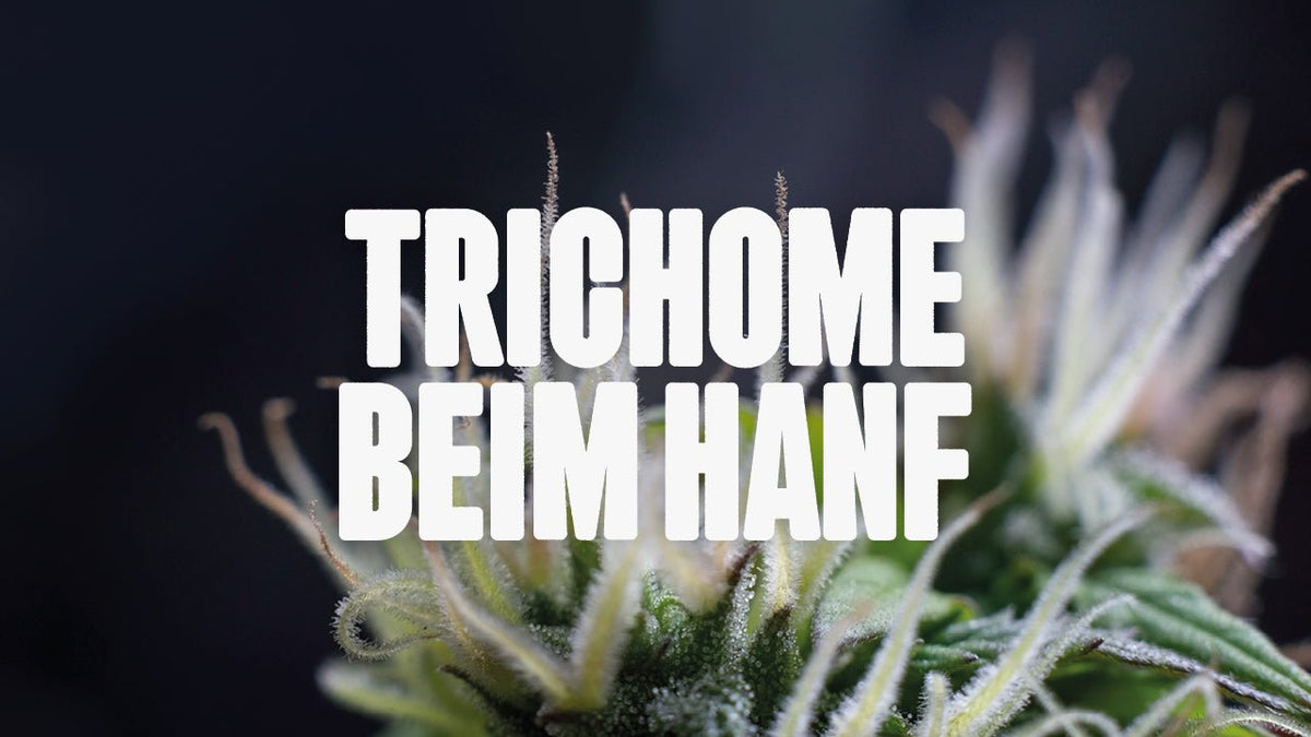 Trichome beim Hanf: Kleine Kristalle mit großer Wirkung - Happy420.de