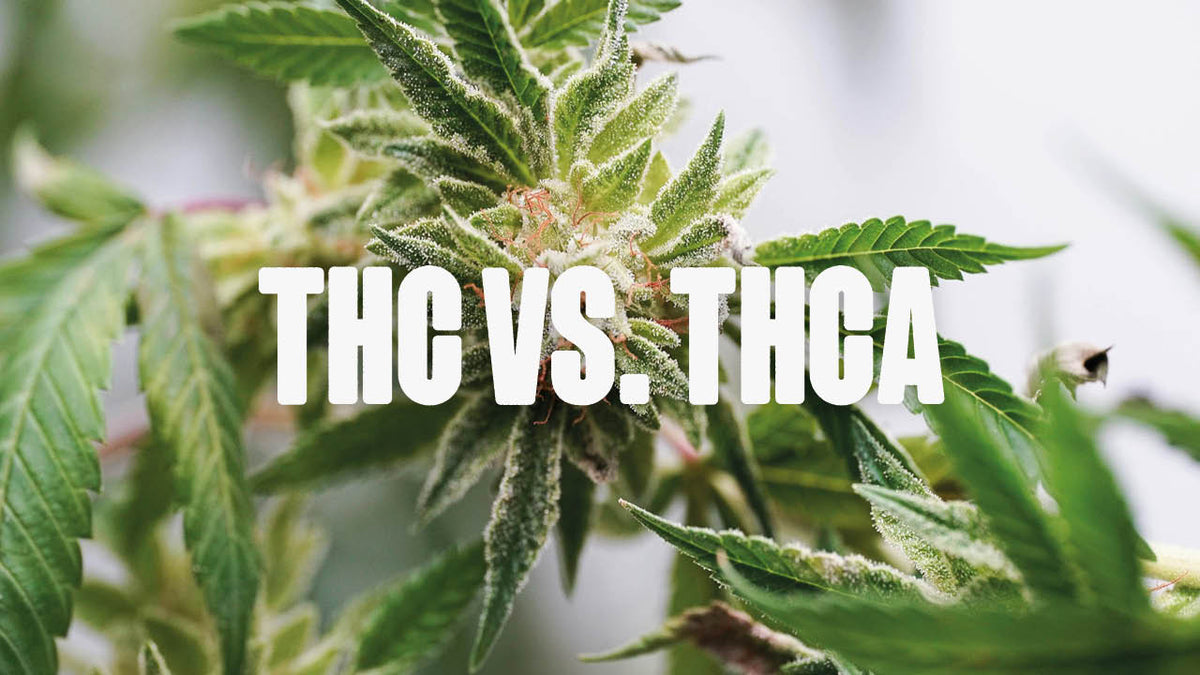 THCa vs. THC: Alle Unterschiede auf einen Blick | Happy420.de