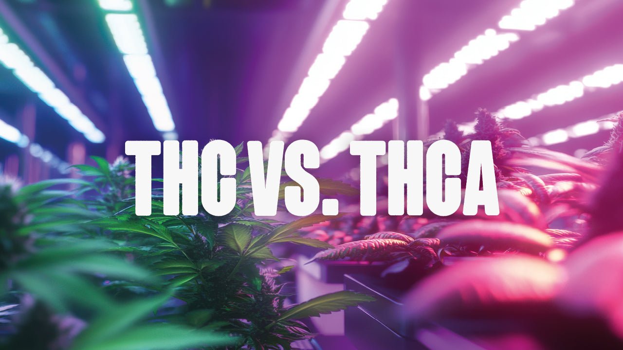 Was ist der Unterschied zwischen THC und THCA? - Happy420.de