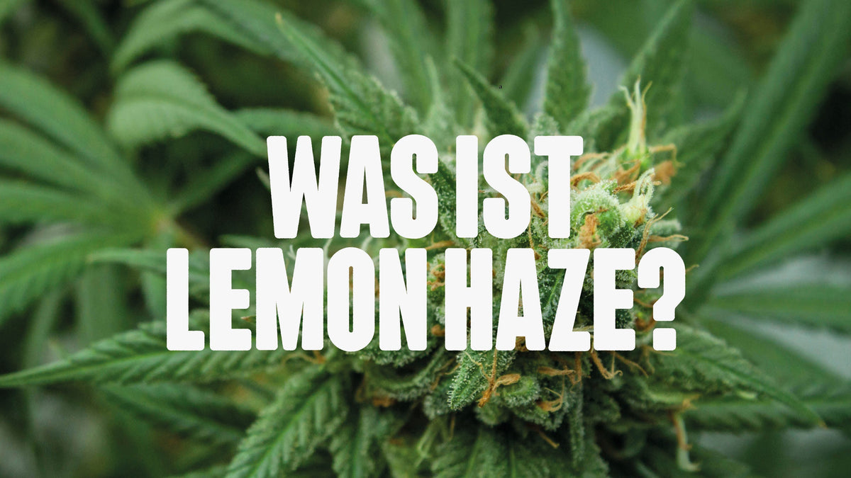 Cannabis Pflanze