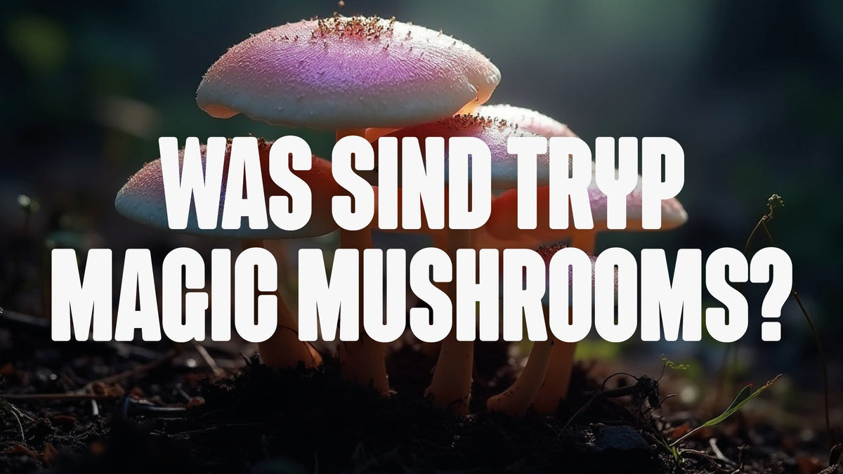 Purple Magic Mushroom