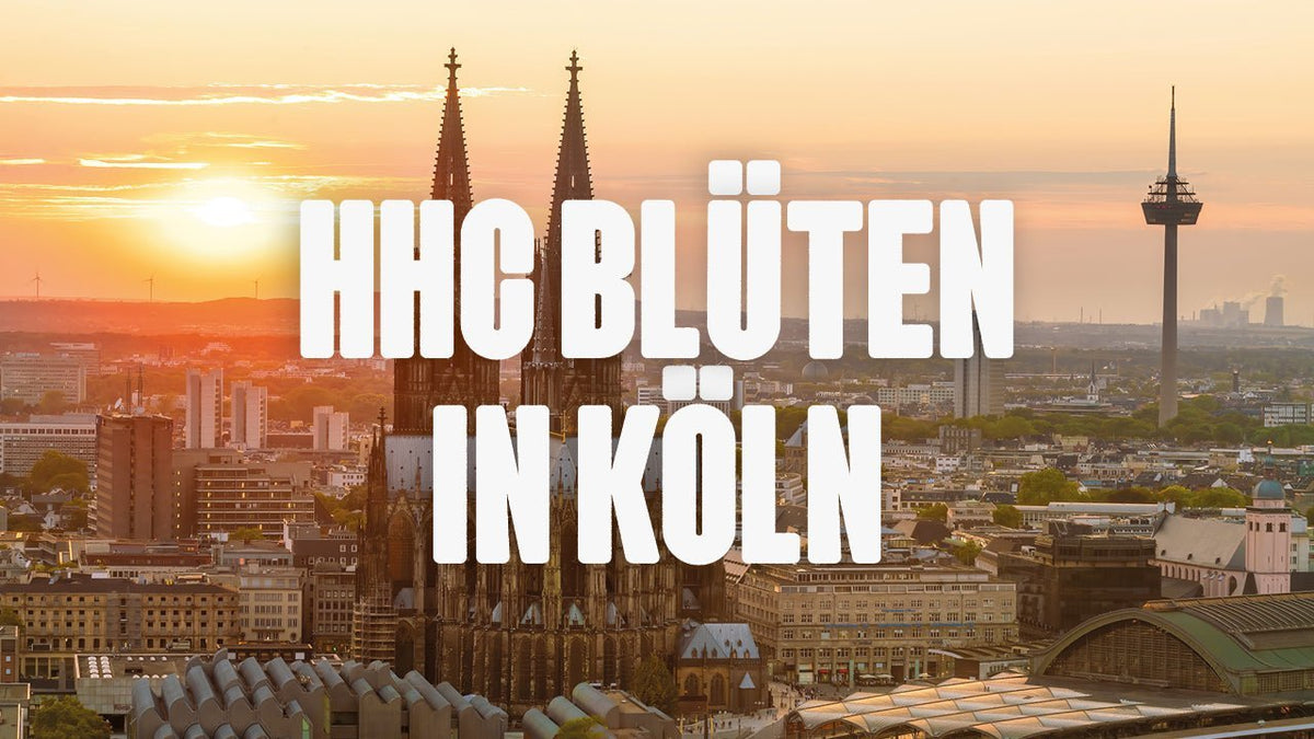 Wo kann ich HHC Blüten kaufen in Köln? - Happy420.de