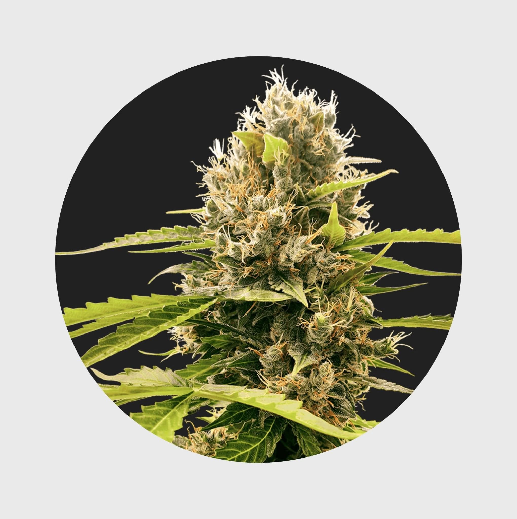 Legendary Cali Genetics Seeds Cream Mandarine 18% THC 🌱 auto flowering - Happy420.de