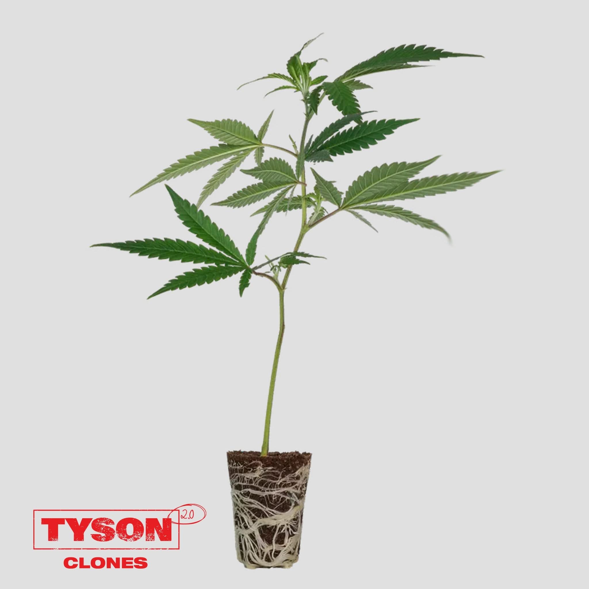 Tyson 2.0 Steckling - Intergalactic Toad - Happy420.de
