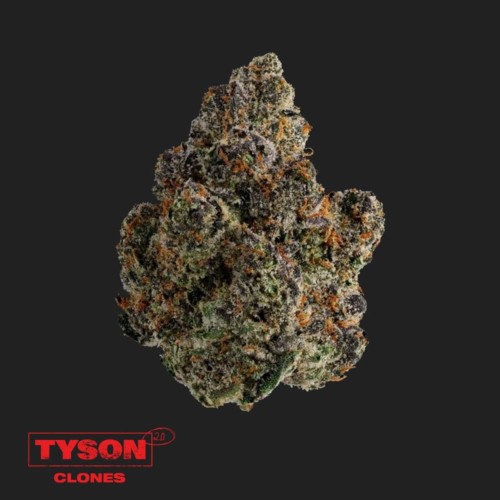 Tyson 2.0 Steckling - Intergalactic Toad - Happy420.de