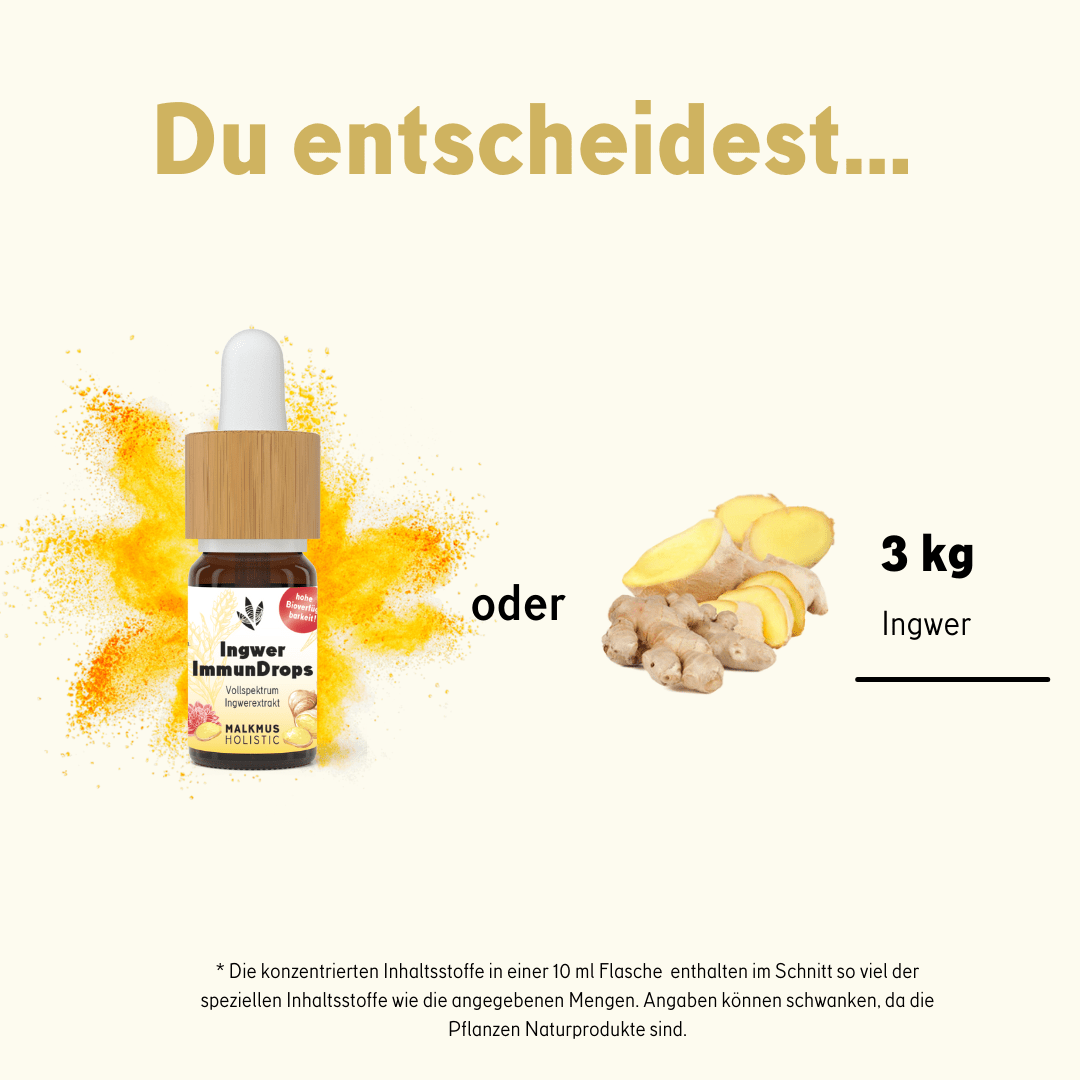Ingwer ImmunDrops: Die hochkonzentrierte Kraft der Ingwerwurzel - Happy420.de