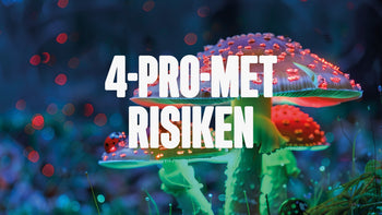 Magic Mushrooms on grass