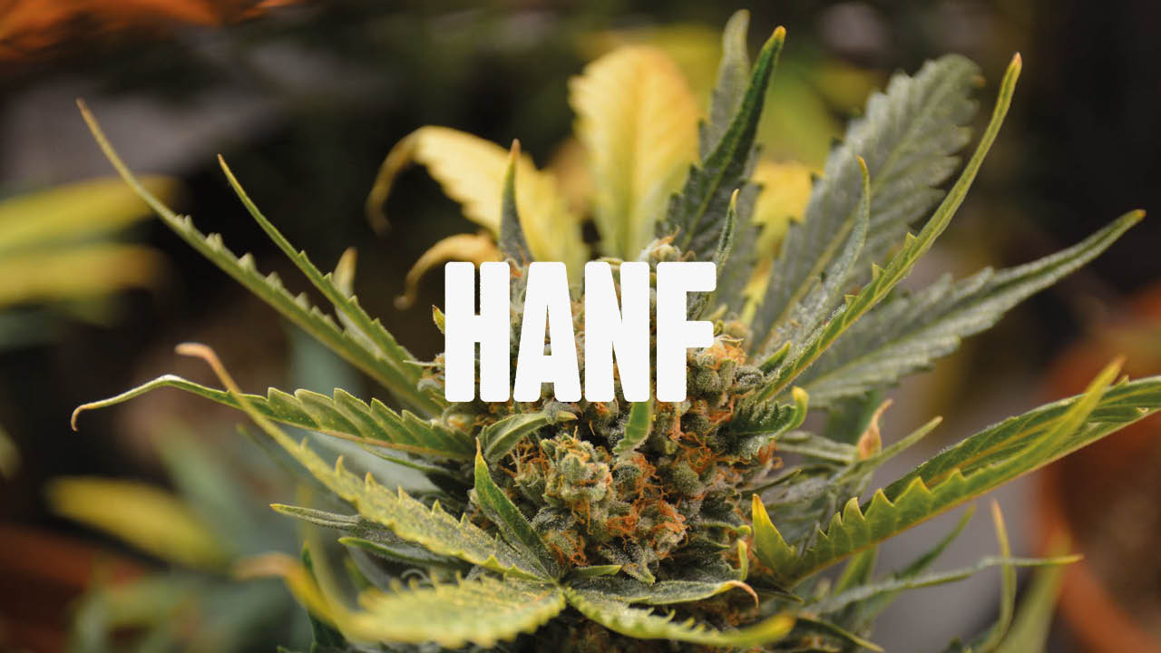 Alles, was du über Hanf wissen musst: Nutzen, Anwendungen und mehr - Happy420.de