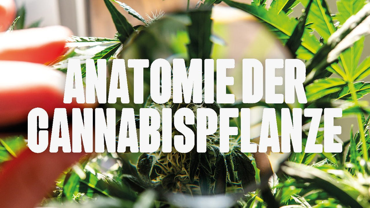 Anatomie der Cannabispflanze: Der komplette Guide für Grower - Happy420.de