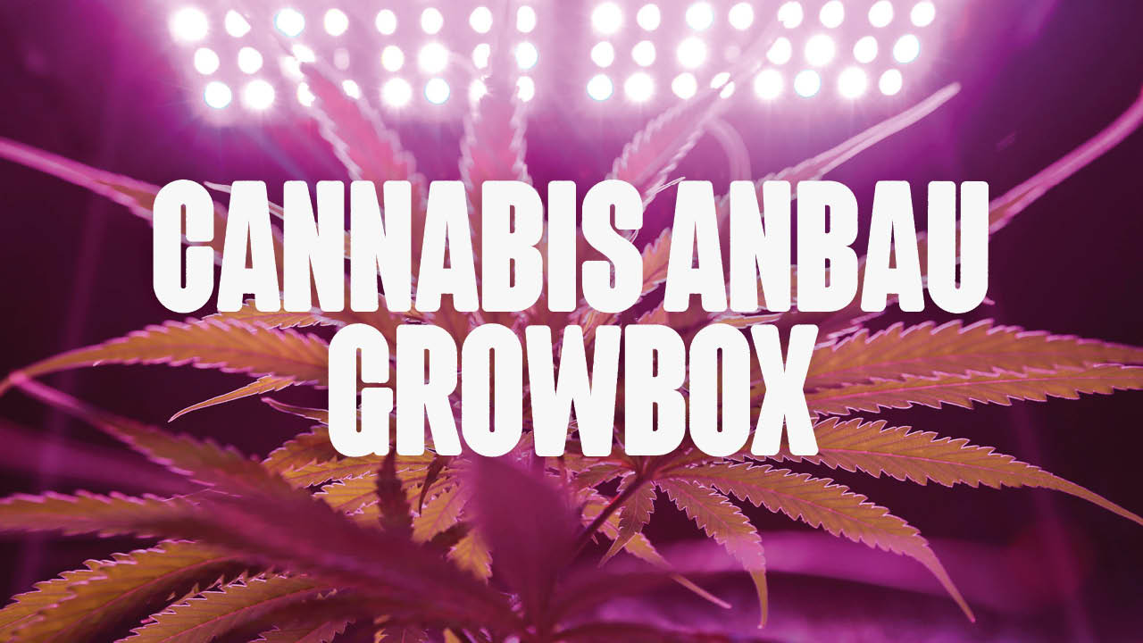 Cannabis Anbau Growbox
