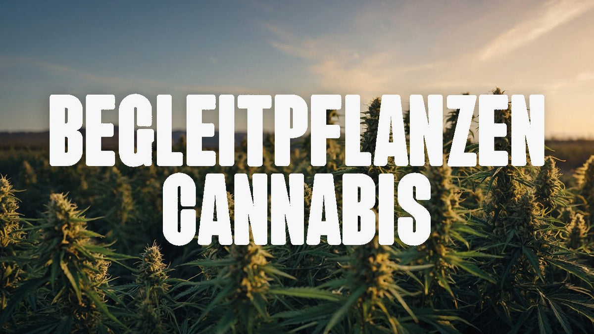 Begleitpflanzen für Cannabis – Deine grünen Bodyguards - Happy420.de
