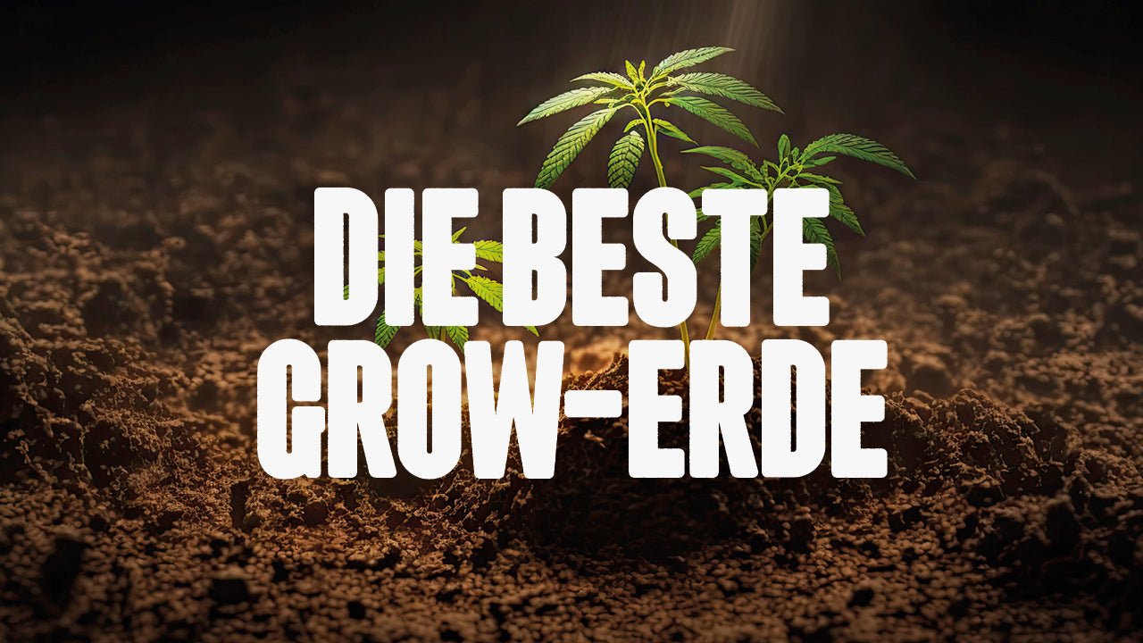 Beste Erde für den Cannabisanbau: So wählst du das richtige Substrat - Happy420.de