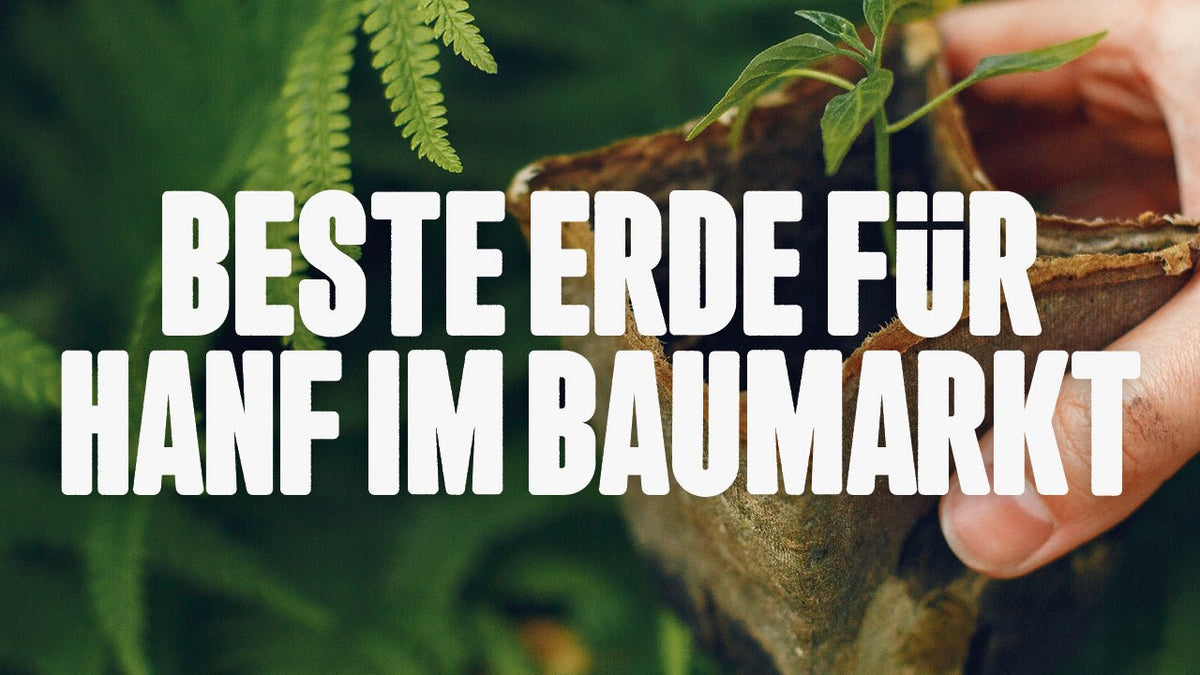 Beste Erde für Hanfanbau aus dem Baumarkt: Geht das wirklich klar? - Happy420.de