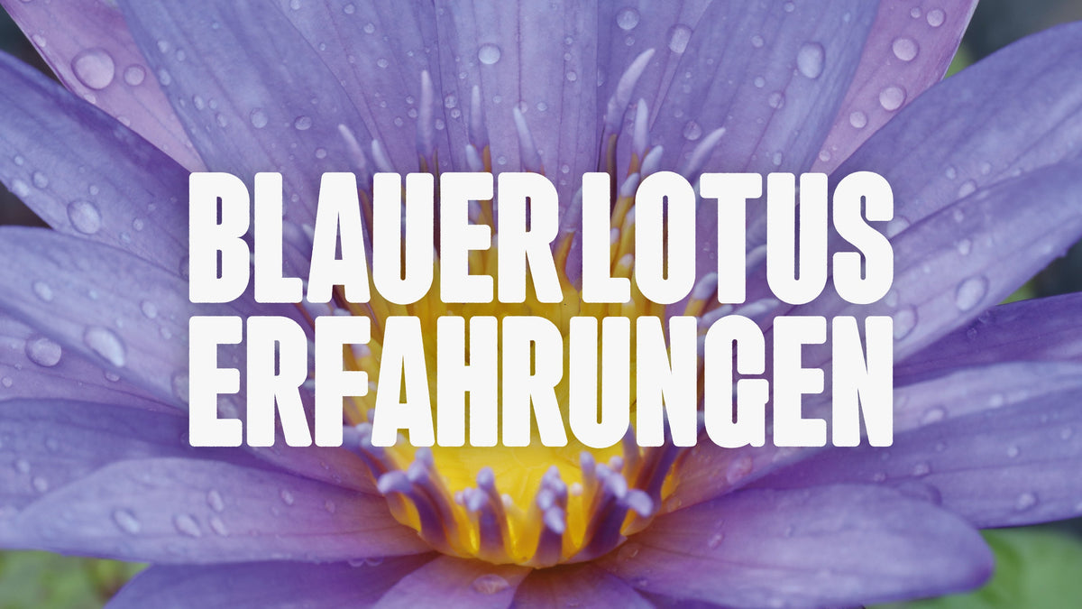 Bild von Blauer Lotus in Nahaufnahme