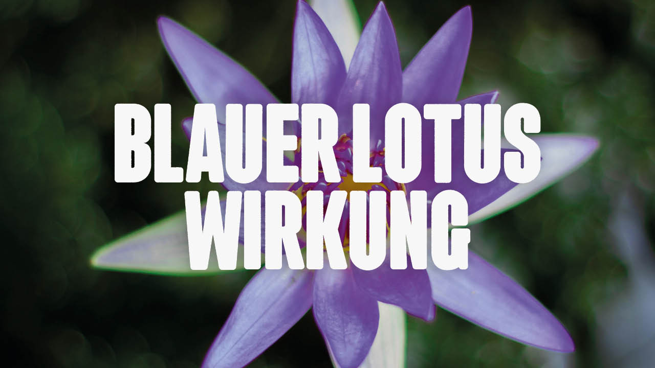Blauer Lotus Wirkung