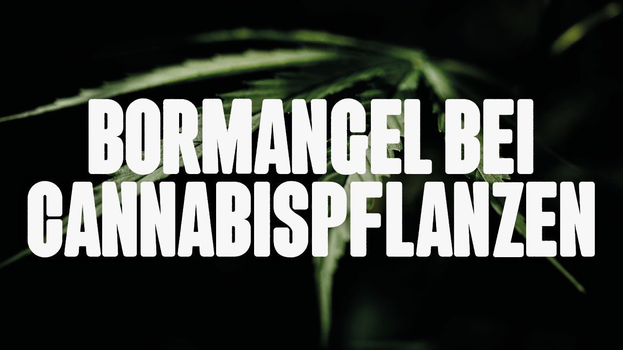 Bormangel bei Cannabis: Ursachen, Symptome und Lösungen - Happy420.de
