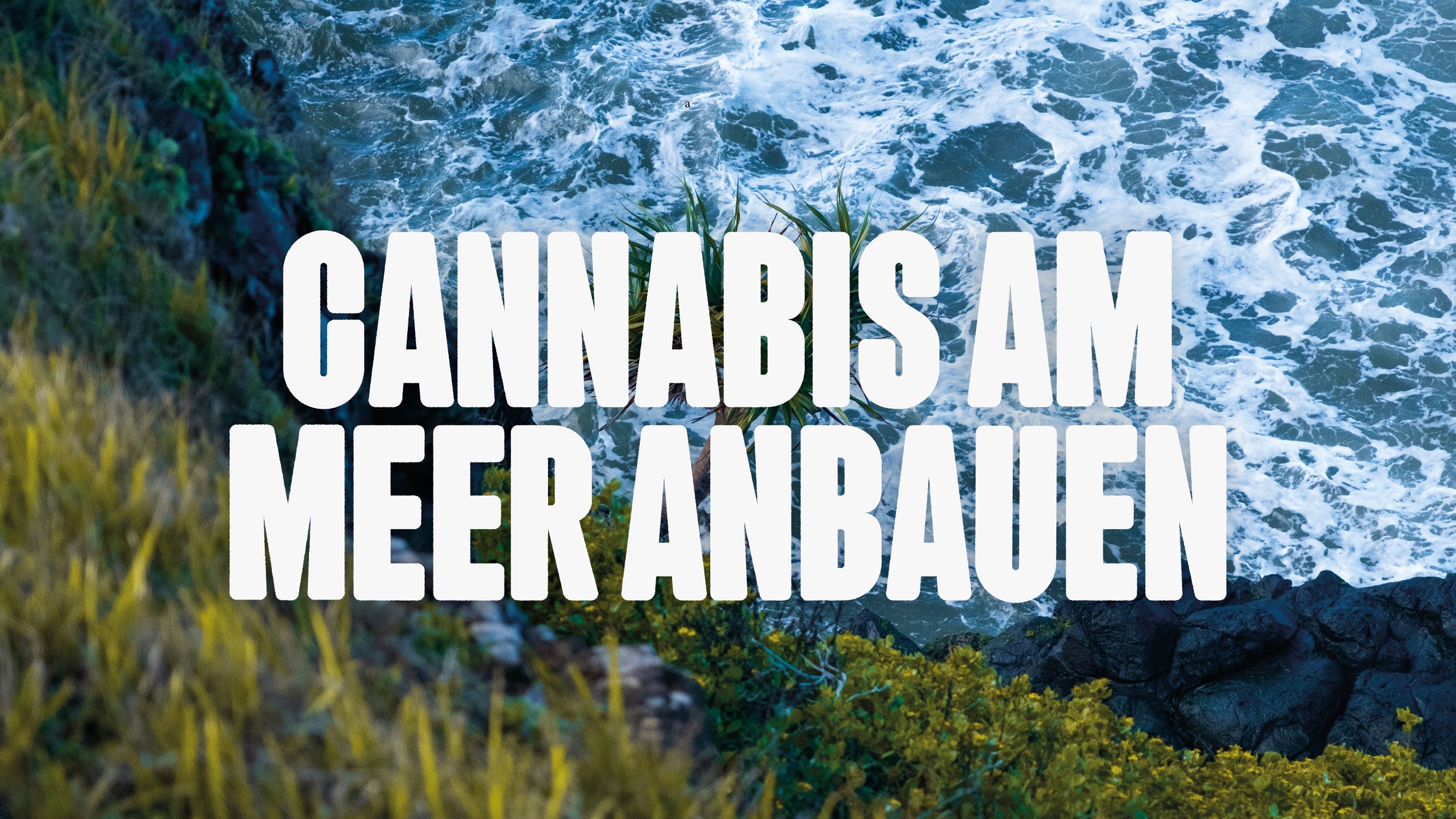 Cannabis am Meer anbauen