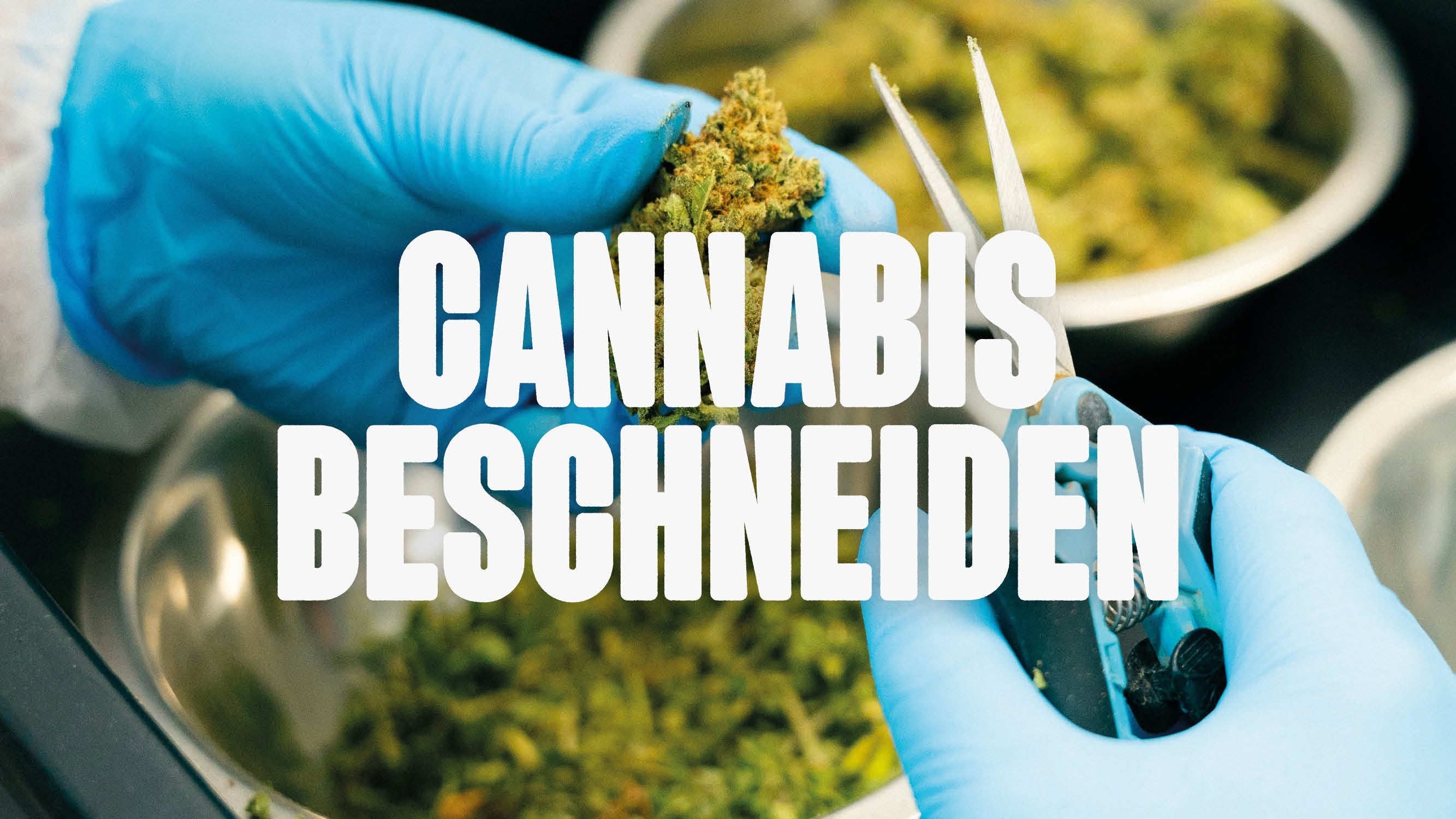 Cannabis beschneiden