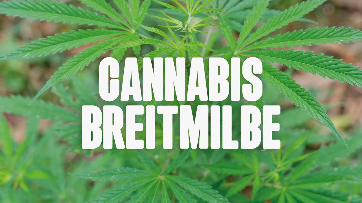 Cannabis Breitmilbe erkennen und natürlich bekämpfen - Happy420.de