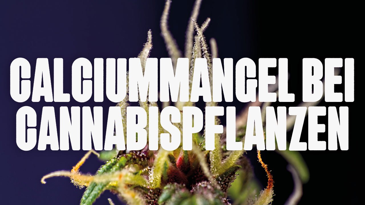 Cannabis Calciummangel: Symptome erkennen & vorbeugen - Happy420.de
