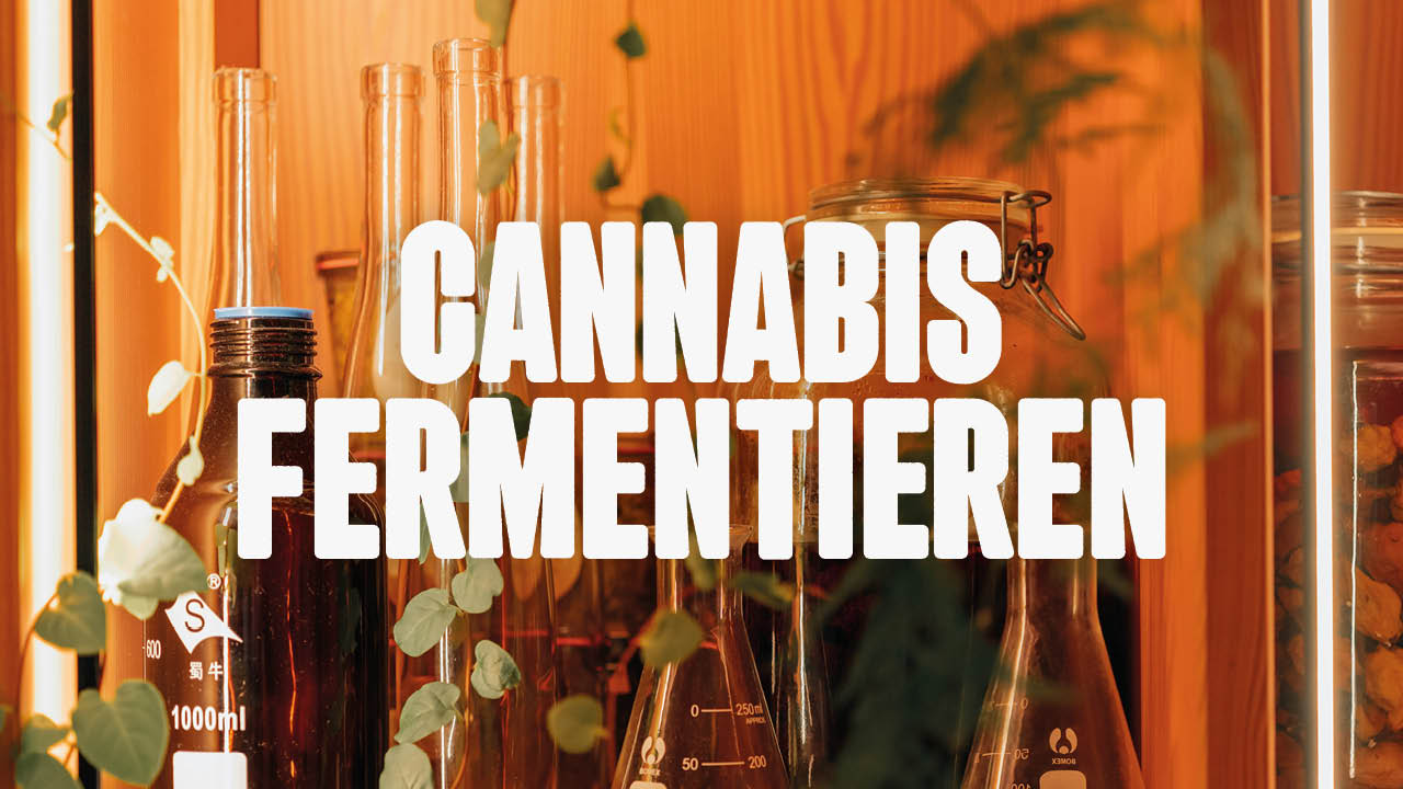 Cannabis fermentieren