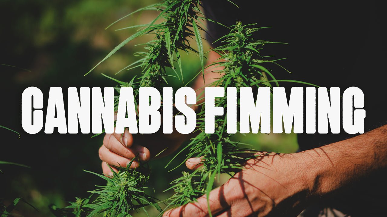 Cannabis Fimming Anleitung: Mehr Ertrag durch richtigen Schnitt - Happy420.de