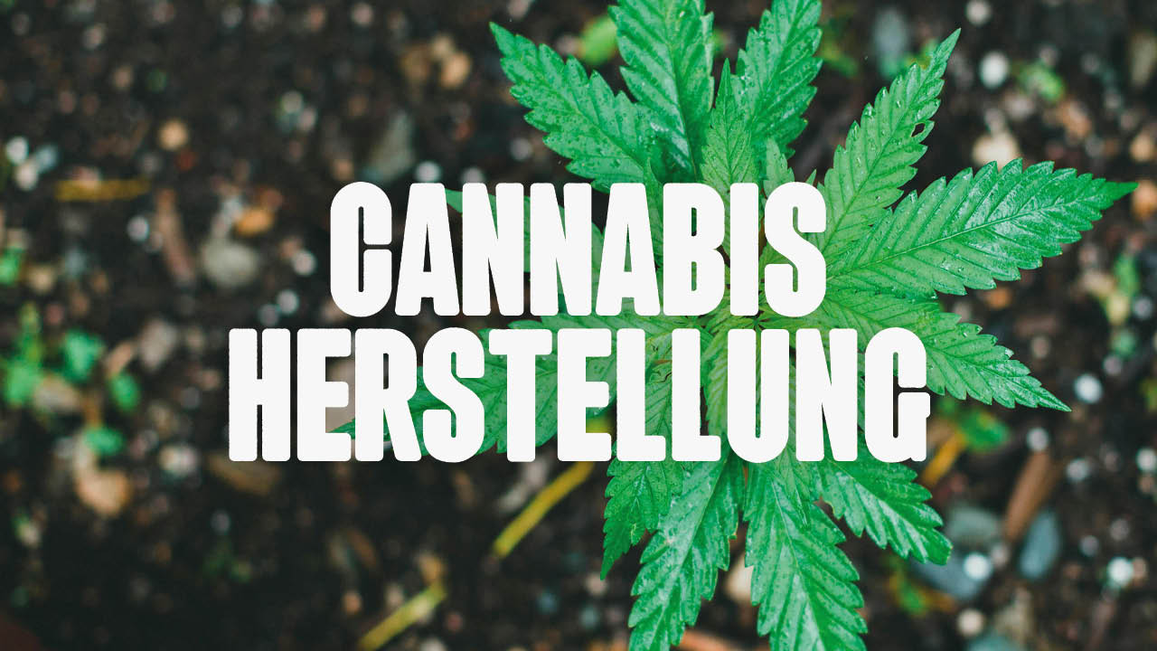 Cannabis Herstellung