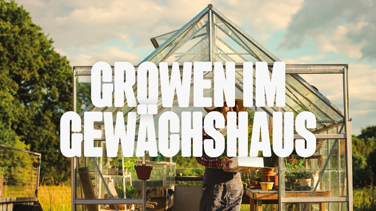 Cannabis im Gewächshaus anbauen: Tipps für gesunde Pflanzen und fette Ernte - Happy420.de