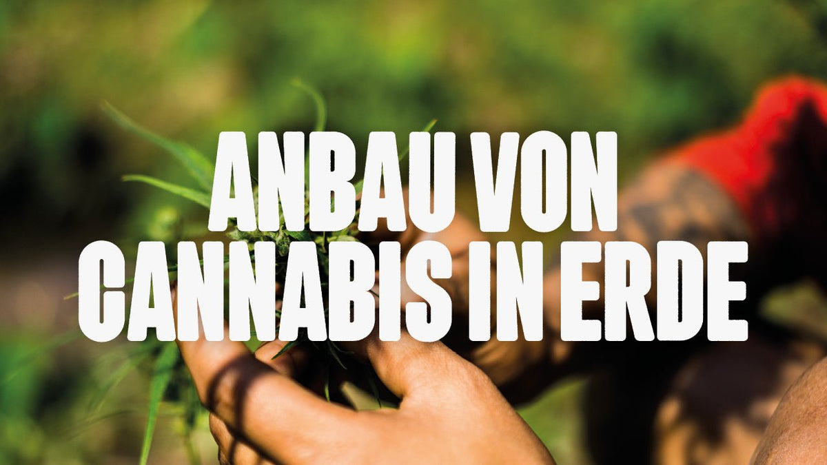 Cannabis in Erde anbauen: Dein Guide für gesunde Pflanzen & fette Ernten - Happy420.de