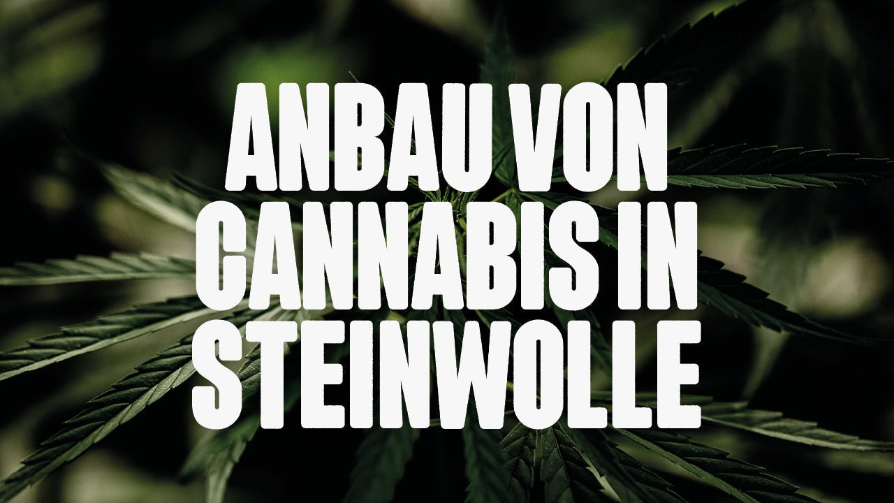 Cannabis in Steinwolle anbauen: Dein Hydro-Boost im Growroom - Happy420.de