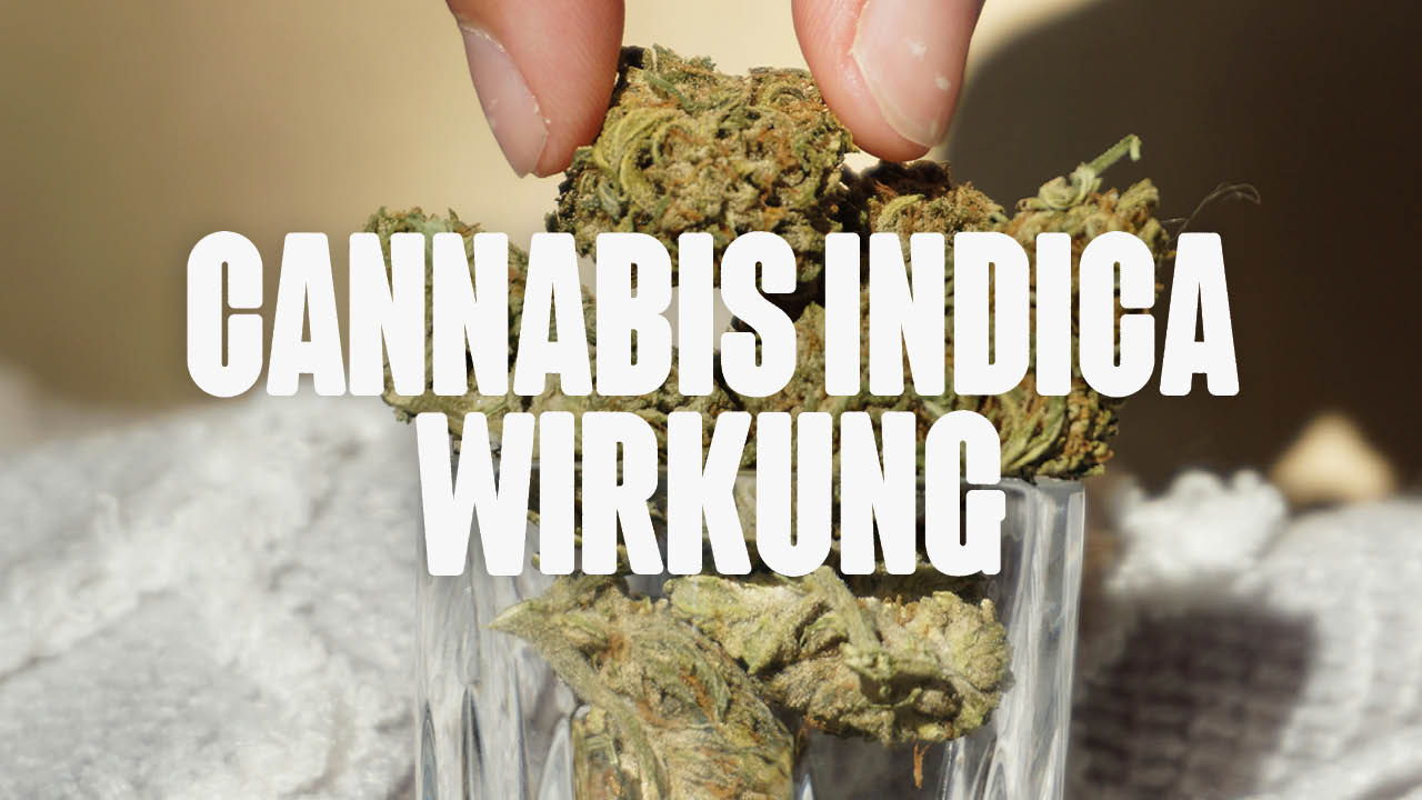 Cannabis Indica: Alles über die Wirkung der Cannabis Sorte - Happy420.de