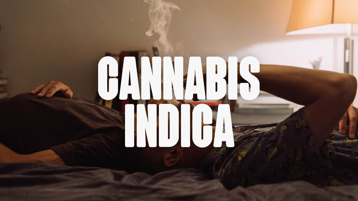 Cannabis Indica Sorten - Alles was du wissen musst - Happy420.de
