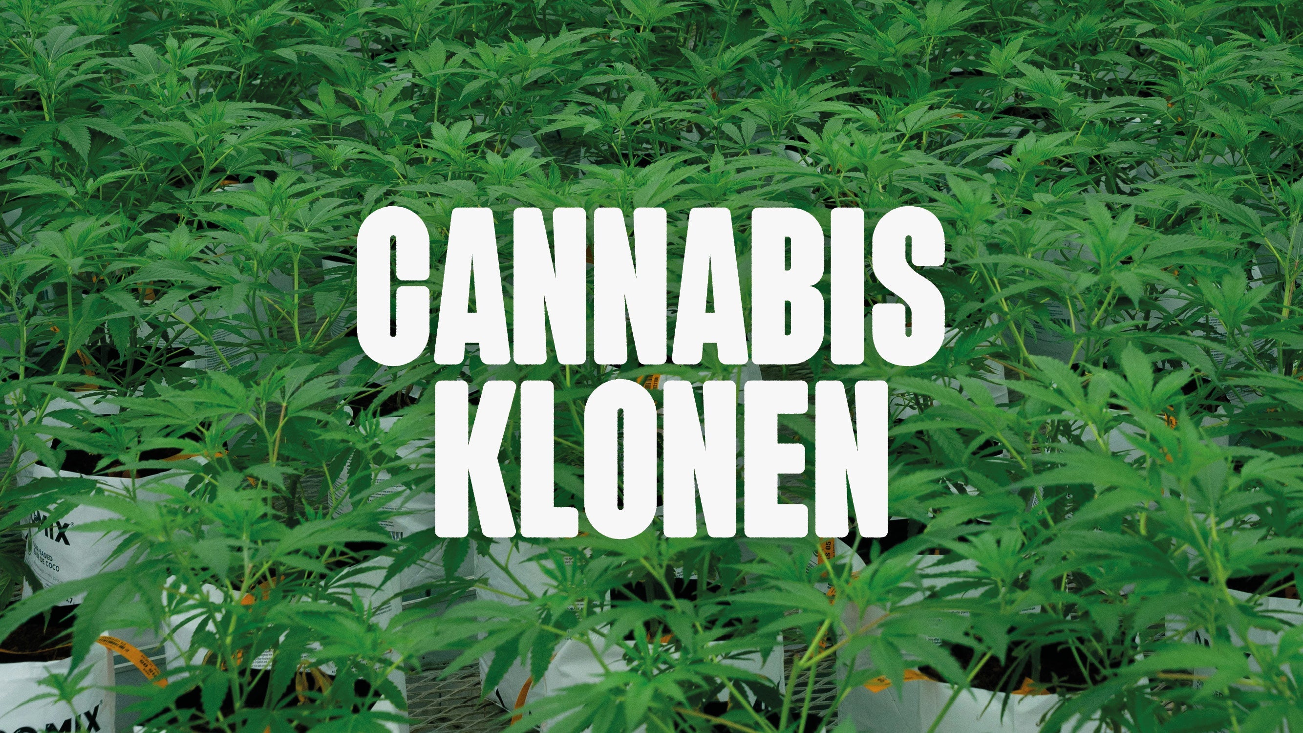 Cannabis klonen
