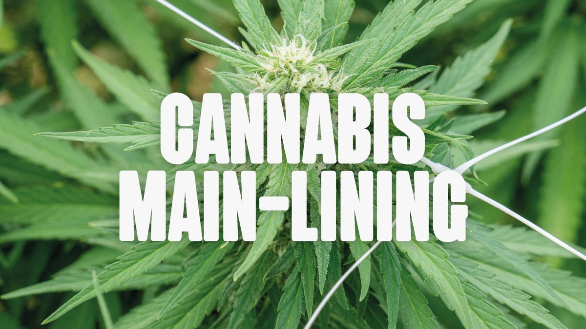 Cannabis Main-Lining: Dein Grow Guide für mehr Ertrag - Happy420.de