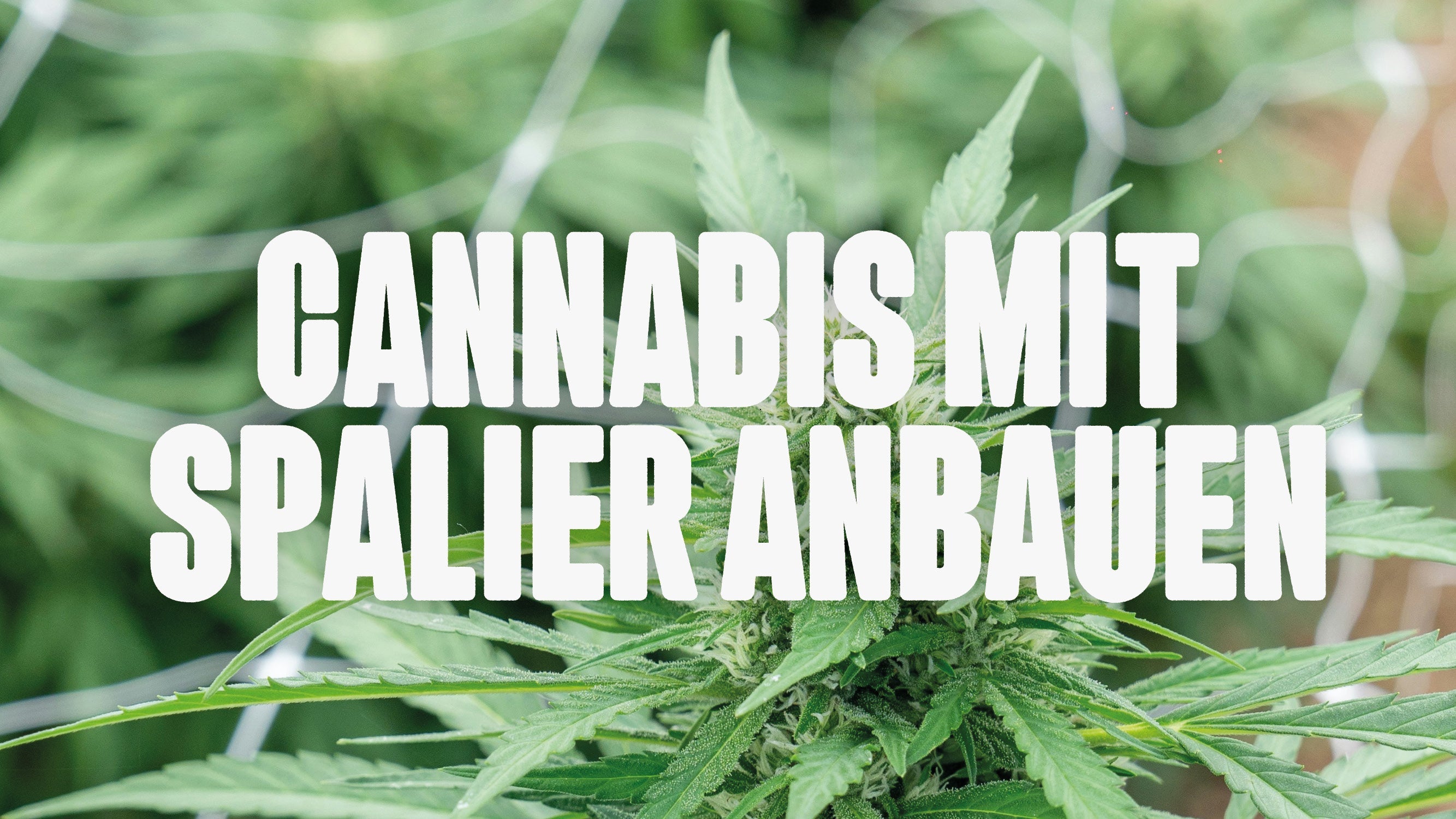 Cannabis Spalier