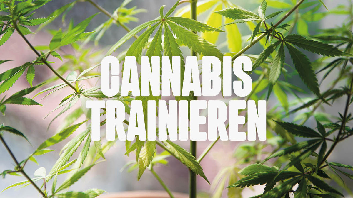 Cannabis Pflanzen trainieren - was ist das eigentlich? - Happy420.de